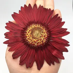 زهرة مجففة هدية لعيد المعلمين مع إطار صورة Gerbera تضغط بالجملة