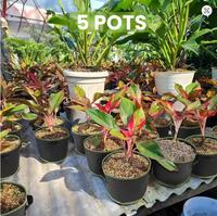 Sacs de culture pour légumes/fleurs/plantes 1/2/3/5/7/10 gallons, pots en tissu non tissé épaissi, écologiques, durables, avec aération, pour jardin