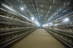 Nouvelles cages à batterie automatiques à 4 niveaux de type H réglables en fil d'acier à faible teneur en carbone pour 20 000 poules pondeuses, durée de vie 15-20 ans - Product Image 6