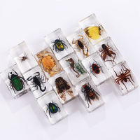 Presse-papiers transparents faits à la main avec spécimens d'insectes, scorpions et autres insectes en résine pour exposition scientifique