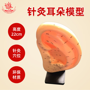 Modelo de acupuntura auricular de 22 cm de altura, modelo estándar de puntos de acupuntura auricular con grabado preciso de zonas de reflejo. Acupuntura auricular - Product Image 5