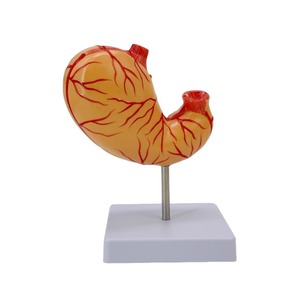 Modelo de estómago grande Natural Simulación 2 componentes Mucosa gástrica Sistema neuromuscular vascular Desmontaje Ciencia médica - Product Image 1