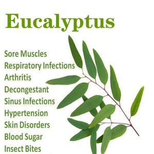 Proveedor al por mayor a granel 100% puro orgánico natural mejor precio aceite esencial de eucalipto para masaje corporal - Product Image 6