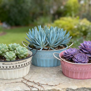 Vente directe d'usine de pots en fer ovales à double anse pour plantes succulentes, idéaux pour décorer les jardins intérieurs et extérieurs. - Product Image 1