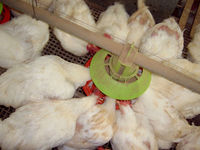 Équipement avancé pour l'élevage de volailles, ligne d'alimentation