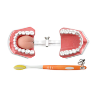 Modelo de Dientes de Resina con Lengua para Enseñanza y Estudio Dental, Educación en el Cuidado Bucal