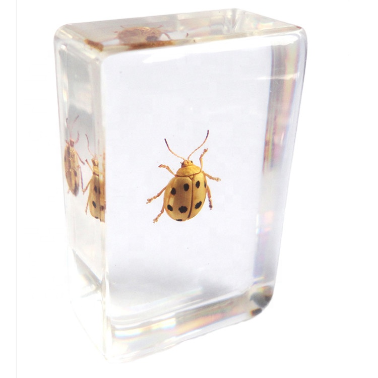 Real Leaf Beetle Resin Paperweight for Insect Collection
