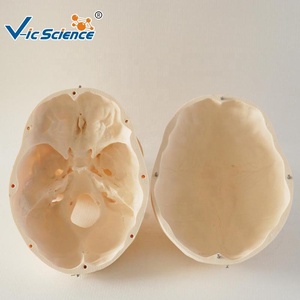 โมเดลกะโหลกศีรษะมนุษย์3ส่วนสำหรับการสอนทางการแพทย์แบบจำลองกะโหลกศีรษะพีวีซีพร้อมกระดูกขากรรไกรล่างแบบถอดได้ - Product Image 3