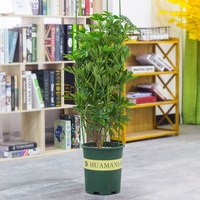 Tomate Plante Grimpante Piquet de Soutien avec Anneau Réglable Vigne Treillis pour En Pot Fleur Soutien Treillis pour les Plantes De Jardin Cage
