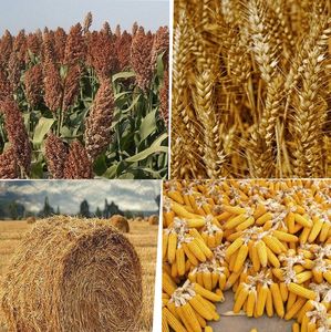 Molino de Martillos Profesional de Alta Calidad, Molino de Maíz Comercial, Trituradora de Granos - Product Image 5