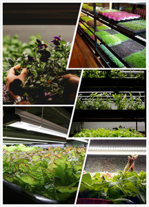 Led phát triển ánh sáng có thể kết nối cho cáp IP65 đánh giá trung bình điện áp màu đen tùy chỉnh chiều dài cho nở hỗ trợ - Product Image 6