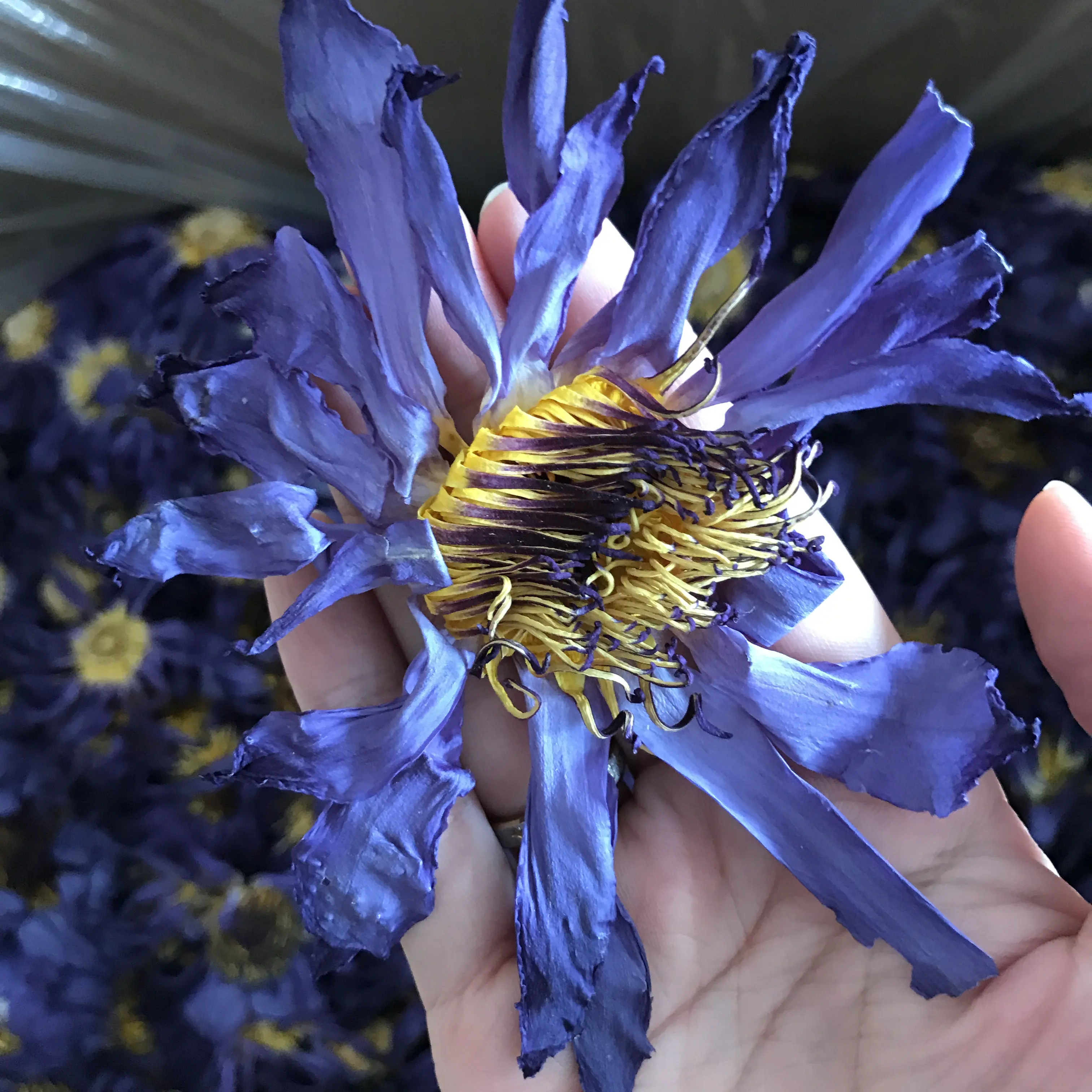 HO4009 Lan Lian Hua Großhandel Nicht vakuum natürlich getrockneter blauer Lotus Blumen tee Nymphaea caerulea