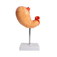 Modelo de estómago de tamaño natural Simulación Mucosa gástrica Sistema vascular Desmontaje para ciencia médica Órgano del sistema digestivo