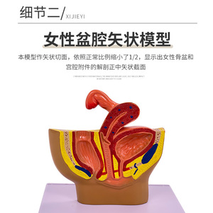 Modèle miniature d'anatomie sagittale pelvienne féminine, système reproducteur et urinaire féminin, modèle pelvien féminin à petite échelle - Product Image 3