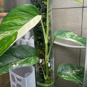 เสาพลาสติกสำหรับปีนเขา,เสาสำหรับต่อพืชในร่ม - Product Image 5