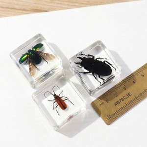 Kit Educativo de Ciencias Naturales con Insectos Taxidermiados en Resina Transparente para Material Escolar - Product Image 4