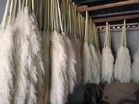 Bâtonnets de fleurs de roseau couleur moutarde, grandes petites fleurs artificielles blanches naturelles préservées de l'herbe de la pampa pour salon