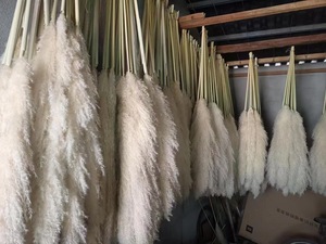 Bâtonnets de fleurs de roseau couleur moutarde, grandes petites fleurs artificielles blanches naturelles préservées de l'herbe de la <span class=keywords><strong>pampa</strong></span> pour salon - Product Image 6