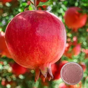 Suministro de fábrica, polvo de fruta de Granada de grado alimenticio de alta calidad, polvo de jugo de fruta, fruta de hierbas naturales extraída - Product Image 5