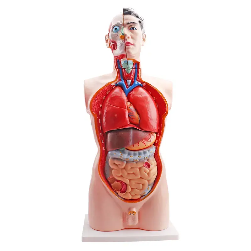 Modelos de viscera humano homem 85cm 19 peças, modelo científico de anatomia para ensino da escola de medicina