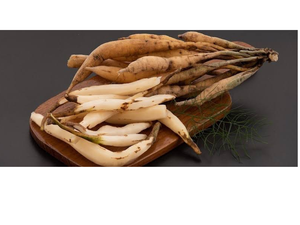 รากชาตะวารีสด (Asparagus Racemosus) แบบเปียก สำหรับปรุงอาหาร ส่วนผสมทางอาหาร ผลิตภัณฑ์จากพืช และจำหน่ายแบบขายส่ง - Product Image 4