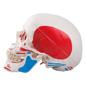 Modèle de crâne humain pour simulation médicale adulte 1:1, anatomie du crâne codée numériquement, spécimen de crâne - Product Image 1
