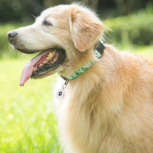 OEM-Design Maßgefertigtes Muster Bedrucktes Sublimations-Polyester Hundehalsband Nachhaltig mit Bandverzierungen Großhandel - Product Image 6