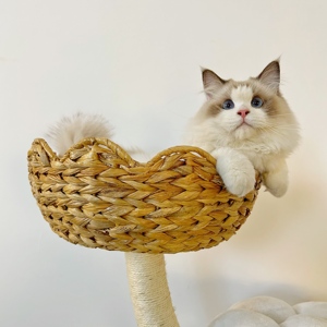 Decorazione <span class=keywords><strong>per</strong></span> la casa con Sisal gratta <span class=keywords><strong>colonna</strong></span> e gatto letto gatto giocattolo Scratcher - Product Image 5