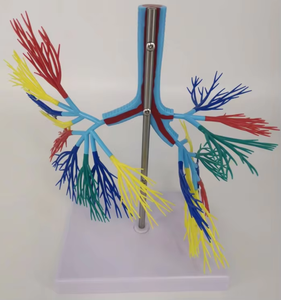 Modèle scientifique médical, modèle coloré de l'arbre bronchique du système respiratoire humain - Product Image 2