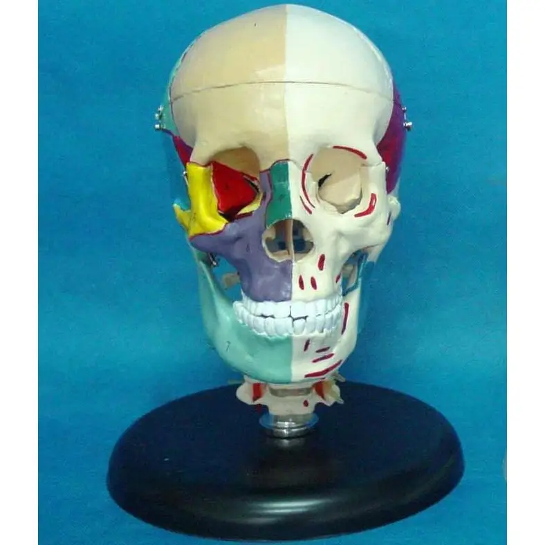 大人の頭蓋骨左側の筋肉の着色と右側の骨の着色モデル