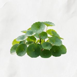 TW Centella PDRN 100 ppm, Extracto de Planta de Alta Potencia, Materia Prima Cosmética, Extracto de Centella Asiatica con PDRN 100 ppm - Product Image 2