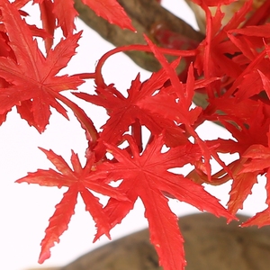 Más pequeña planta <span class=keywords><strong>de</strong></span> 3ft rojo artificial <span class=keywords><strong>de</strong></span> arce árbol bonsai para la venta - Product Image 5
