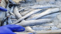 Surimi de poisson congelé, mélange de surimi de hairtail et de dorade, produit de la pêche, fournisseur et fabricant d'usine, 20kg/CTN