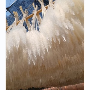 O-033 Pampas Secas Blancas Pequeñas Personalizadas, Populares, Esponjosas, Naturales y Silvestres - Product Image 6