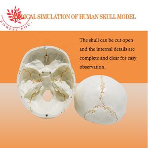 Sutura ósea de estructura médica, modelo de <span class=keywords><strong>cráneo</strong></span> anatómico humano mostrado - Product Image 3