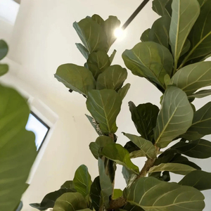 3m <strong>Artificial</strong> <strong>Plants</strong> Indoor Potted <strong>Plant</strong> <strong>Artificial</strong> Tree Fiddle Leaf <strong>Fig</strong> Tree Ficus Lyrata Eco-Friendly - Product Image 5