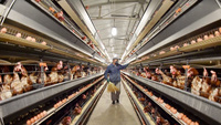 2024 Structures en acier portables de conception moderne pour l'élevage de volailles poulet vache mouton porc Cages équipement d'élevage bâtiment agricole