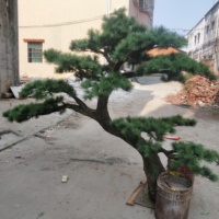 Arbre Bonsaï Artificiel de Haute Qualité en Pin, 2m de Hauteur, Écologique, Taille Personnalisable, Style Moderne, Décoration Intérieure