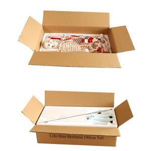 Modelo de <span class=keywords><strong>Esqueleto</strong></span> Humano de PVC para Simulación Humana, Modelo de Anatomía de 180 cm con <span class=keywords><strong>Músculos</strong></span> <span class=keywords><strong>y</strong></span> Ligamentos de Colores - Product Image 4