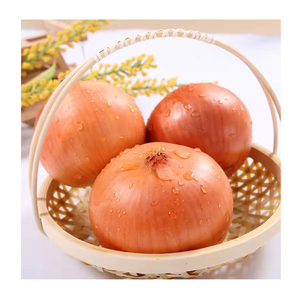 Cebolla fresca amarilla/roja de 6-8cm al por mayor con buen precio 2024 Cultivo más nuevo Exportación de cebolla fresca de alta calidad con HACCP & ISO9001 & GAP - Product Image 6