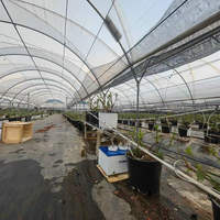 Prix bon marché Multi Span Poly Tunnel Green House pour potager utilisé pour la vente