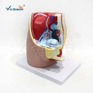 Modello Anatomico Avanzato del Pelvi Femminile Umano - Product Image 4