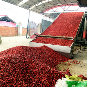 Convoyeur industriel multi-couches à bande maillée, contrôlé par PLC, pour la transformation alimentaire, haute efficacité, pour piments Ghost Pepper, Paprika, Habanero, rouges - Product Image 1