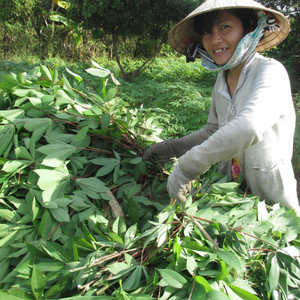 Feuilles de manioc congelées vietnamiennes en vrac pour la demande de l'industrie alimentaire - Product Image 4
