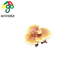 Poudre de spores de Reishi Lingzhi séchées 2026, extrait de champignon Mannentake Gamoderma Lucidum, extraction liquide-solide, brisé