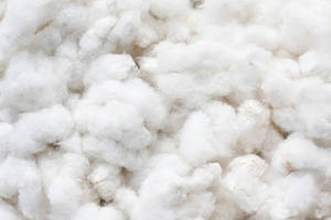 Coton brut biologique certifié de qualité supérieure, fibre naturelle de haute qualité, matériau de rembourrage durable, respirant, antibactérien, en vrac - Product Image 4