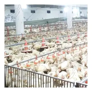 Fabrika fiyat sıcak satış Broiler tavuk kanatlı ev tasarımı için çiftlik ekipmanları