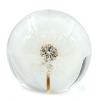 Presse-papiers en cristal poli en forme de boule de pissenlit, avec découpe et impression, fleurs naturelles pressées, souvenirs, vente en gros