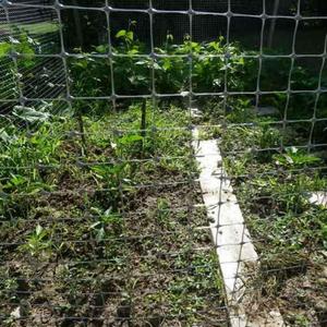 Fabrikverkauf: Premium-Kunststoff-Hühnerdrahtgeflecht für Hühnerställe und Hühnerkäfige - Product Image 3