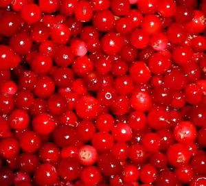 Vente en gros de myrtilles surgelées LQF de qualité supérieure, mélange de fruits certifiés HACCP, 10 kg - Product Image 3